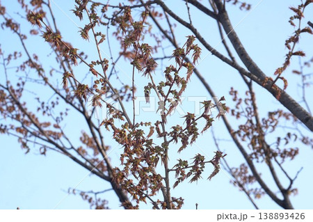 ケヤキの花芽・2026年3月 ケヤキの花芽・2026年3月 138893426
