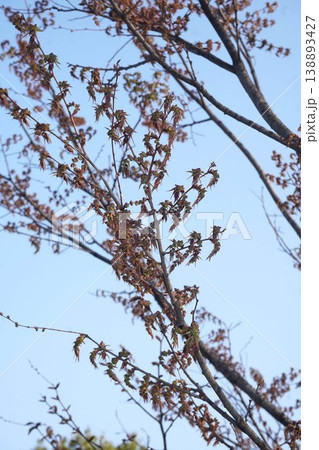 ケヤキの花芽・2026年3月 ケヤキの花芽・2026年3月 138893427