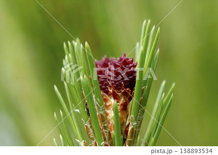 新芽の先に咲くアカマツ(Pinus densiflora)の雌花 東北 新芽の先に咲くアカマツ(Pinus densiflora)の雌花 東北 138893534