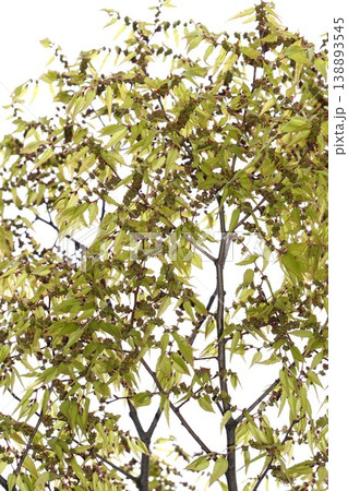 ケヤキの花芽・2026年4月 138893545