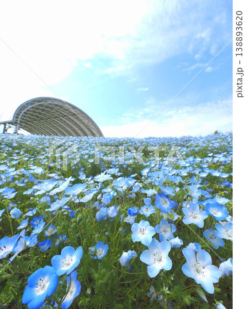 国営讃岐まんのう公園 ネモフィラ畑2026 国営讃岐まんのう公園 ネモフィラ畑2026 138893620