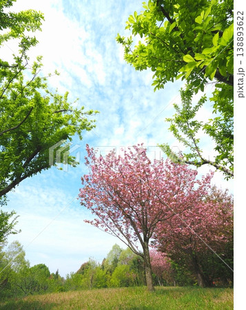 国営讃岐まんのう公園 八重桜 香川県まんのう町 国営讃岐まんのう公園 八重桜 香川県まんのう町 138893622