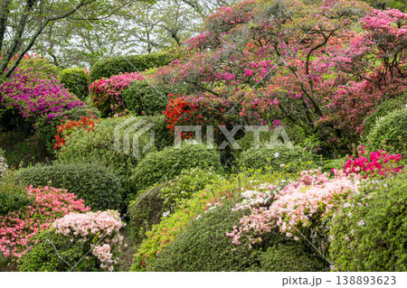 色とりどりのツツジの花が咲く日輪寺 色とりどりのツツジの花が咲く日輪寺 138893623