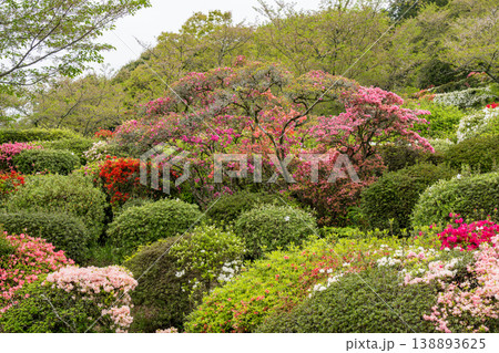 色とりどりのツツジの花が咲く日輪寺 色とりどりのツツジの花が咲く日輪寺 138893625