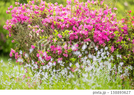 色とりどりのツツジの花が咲く日輪寺 色とりどりのツツジの花が咲く日輪寺 138893627