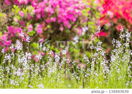 色とりどりのツツジの花が咲く日輪寺 色とりどりのツツジの花が咲く日輪寺 138893630