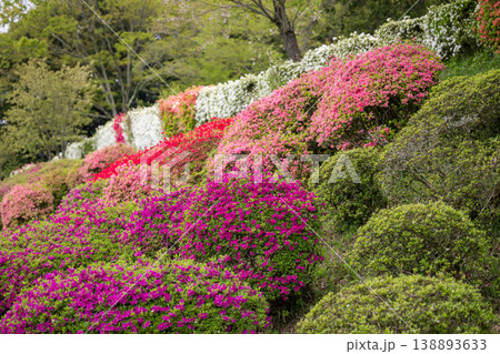色とりどりのツツジの花が咲く日輪寺 138893633