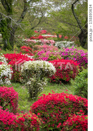 色とりどりのツツジの花が咲く日輪寺 138893634