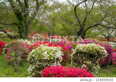 色とりどりのツツジの花が咲く日輪寺 色とりどりのツツジの花が咲く日輪寺 138893638