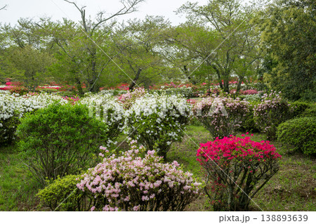 色とりどりのツツジの花が咲く日輪寺 色とりどりのツツジの花が咲く日輪寺 138893639