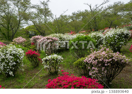 色とりどりのツツジの花が咲く日輪寺 138893640