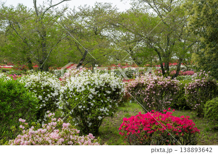 色とりどりのツツジの花が咲く日輪寺 色とりどりのツツジの花が咲く日輪寺 138893642