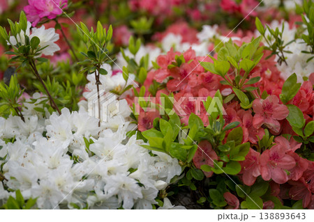 色とりどりのツツジの花が咲く日輪寺 色とりどりのツツジの花が咲く日輪寺 138893643