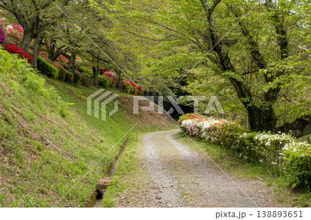 色とりどりのツツジの花が咲く日輪寺 色とりどりのツツジの花が咲く日輪寺 138893651