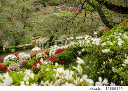 色とりどりのツツジの花が咲く日輪寺 色とりどりのツツジの花が咲く日輪寺 138893654