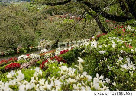 色とりどりのツツジの花が咲く日輪寺 色とりどりのツツジの花が咲く日輪寺 138893655