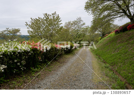 色とりどりのツツジの花が咲く日輪寺 色とりどりのツツジの花が咲く日輪寺 138893657
