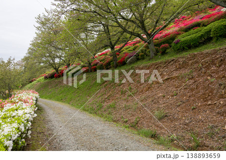 色とりどりのツツジの花が咲く日輪寺 色とりどりのツツジの花が咲く日輪寺 138893659
