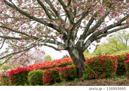 色とりどりのツツジの花が咲く日輪寺 色とりどりのツツジの花が咲く日輪寺 138893660