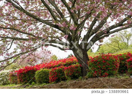 色とりどりのツツジの花が咲く日輪寺 色とりどりのツツジの花が咲く日輪寺 138893661