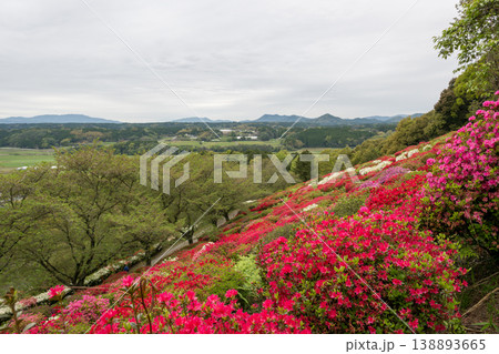 色とりどりのツツジの花が咲く日輪寺 色とりどりのツツジの花が咲く日輪寺 138893665