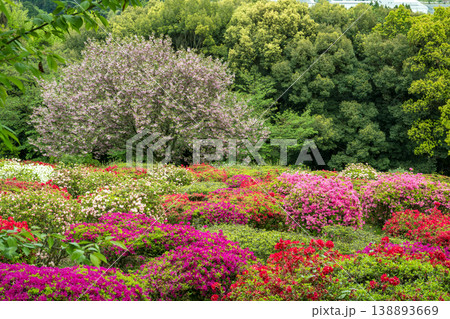 色とりどりのツツジの花が咲く日輪寺 色とりどりのツツジの花が咲く日輪寺 138893669