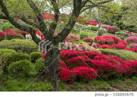 色とりどりのツツジの花が咲く日輪寺 色とりどりのツツジの花が咲く日輪寺 138893670