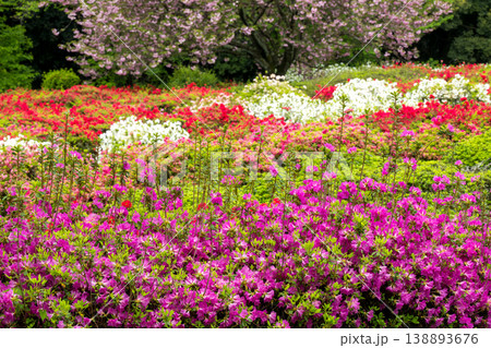 色とりどりのツツジの花が咲く日輪寺 138893676