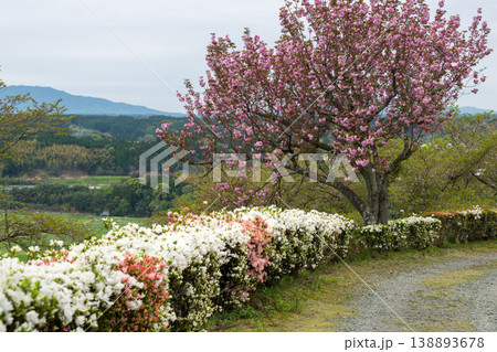 色とりどりのツツジの花が咲く日輪寺 138893678