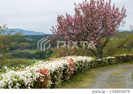 色とりどりのツツジの花が咲く日輪寺 138893679