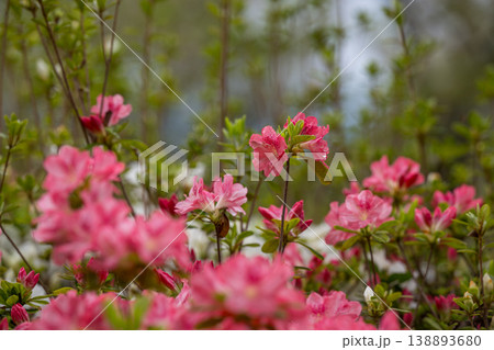 色とりどりのツツジの花が咲く日輪寺 138893680