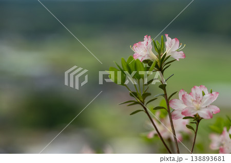 色とりどりのツツジの花が咲く日輪寺 色とりどりのツツジの花が咲く日輪寺 138893681