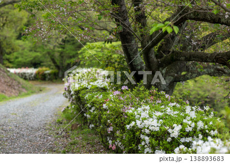 色とりどりのツツジの花が咲く日輪寺 色とりどりのツツジの花が咲く日輪寺 138893683