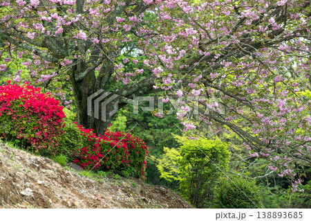 色とりどりのツツジの花が咲く日輪寺 138893685