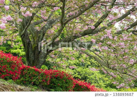 色とりどりのツツジの花が咲く日輪寺 138893687