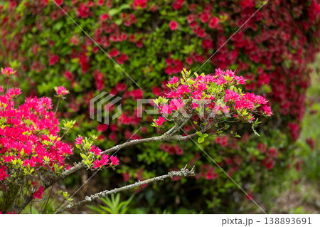 色とりどりのツツジの花が咲く日輪寺 色とりどりのツツジの花が咲く日輪寺 138893691
