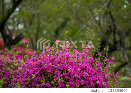 色とりどりのツツジの花が咲く日輪寺 色とりどりのツツジの花が咲く日輪寺 138893693