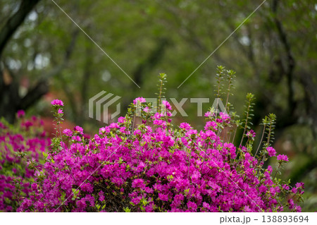 色とりどりのツツジの花が咲く日輪寺 色とりどりのツツジの花が咲く日輪寺 138893694