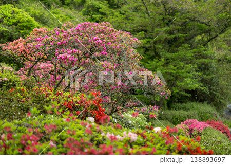 色とりどりのツツジの花が咲く日輪寺 138893697