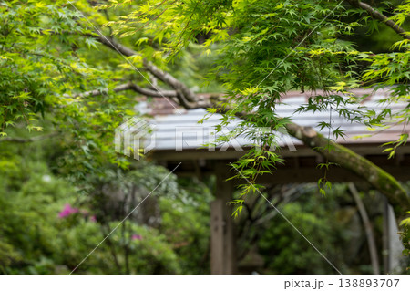 色とりどりのツツジの花が咲く日輪寺 色とりどりのツツジの花が咲く日輪寺 138893707