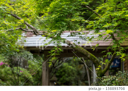 色とりどりのツツジの花が咲く日輪寺 138893708
