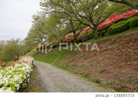 色とりどりのツツジの花が咲く日輪寺 138893715