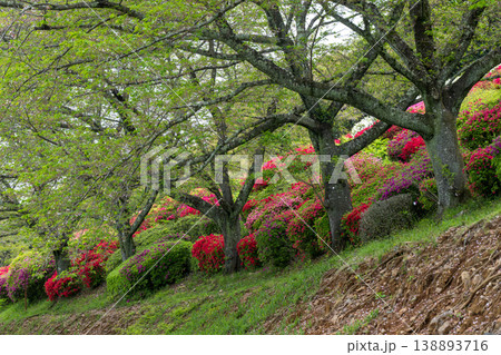 色とりどりのツツジの花が咲く日輪寺 138893716