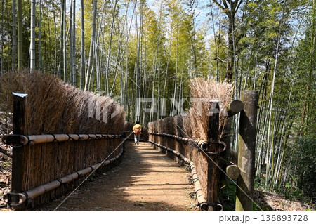 The path of the bamboo forest in Asuka Village The path of the bamboo forest in Asuka Village 138893728