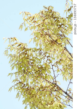 ケヤキの花・2026年4月 ケヤキの花・2026年4月 138893737
