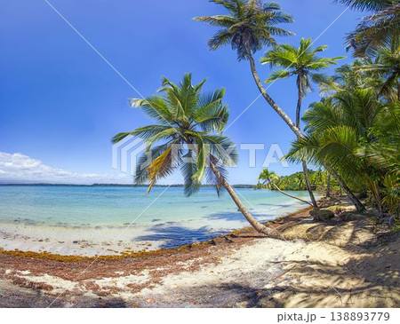 Leaning palm trees above tropical beach in Bocas del Toro Panama Leaning palm trees above tropical beach in Bocas del Toro Panama 138893779