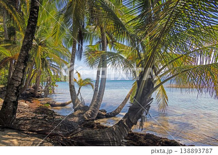 Tropical coastline with leaning palm trees at Estrella Beach Panama Tropical coastline with leaning palm trees at Estrella Beach Panama 138893787