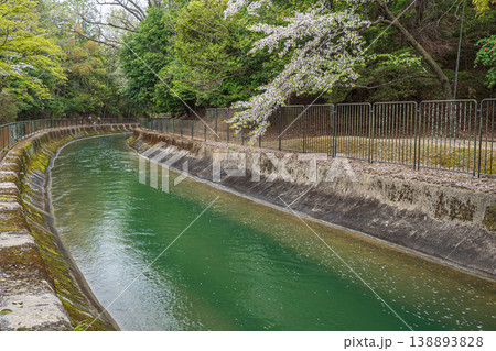 春の琵琶湖疏水　京都市 138893828