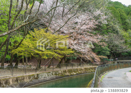 春の琵琶湖疏水　京都市 138893829