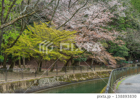 春の琵琶湖疏水 京都市 春の琵琶湖疏水 京都市 138893830